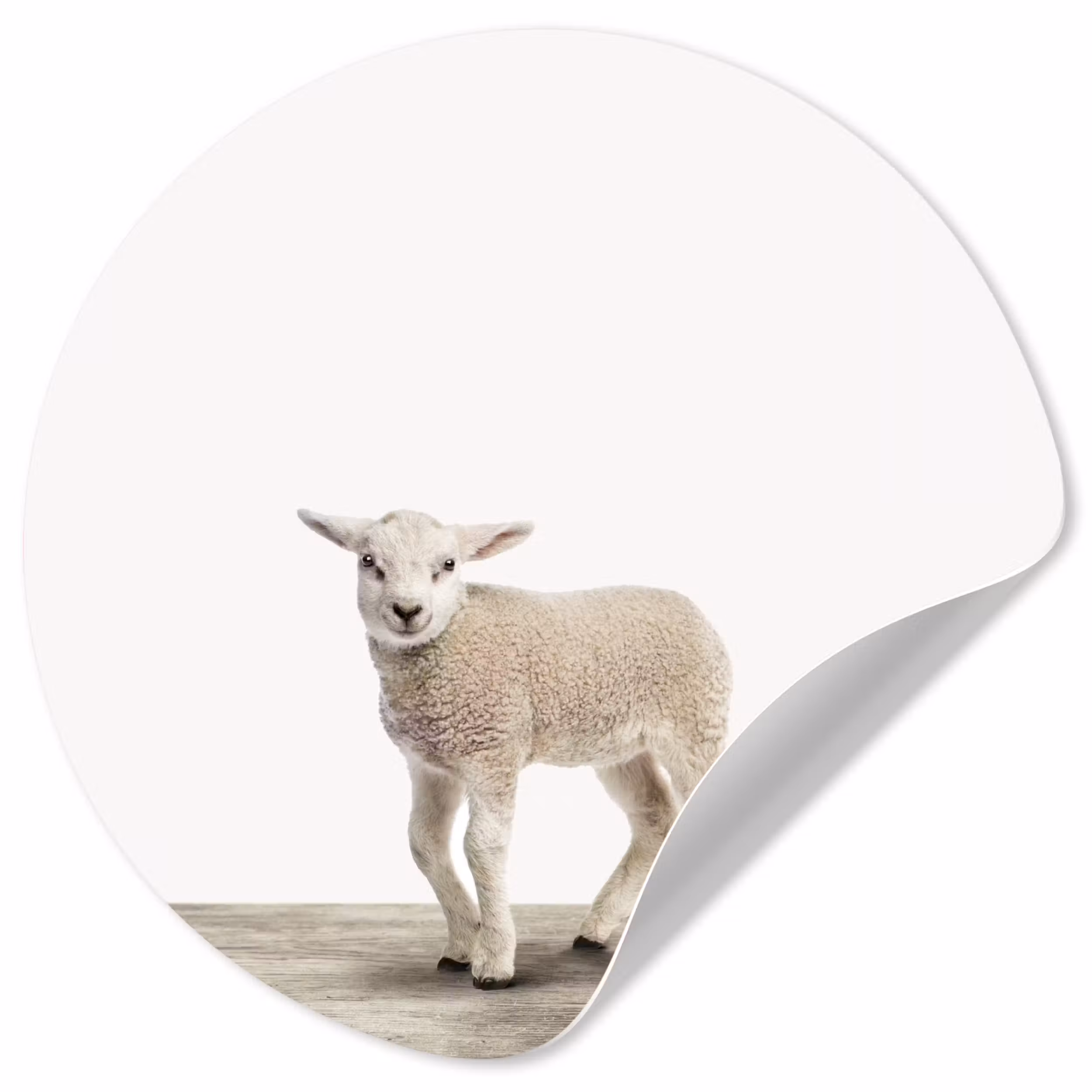 Behangcirkel - Lammetje - Schaap - Dieren - Kinderen - Meisjes - Jongens