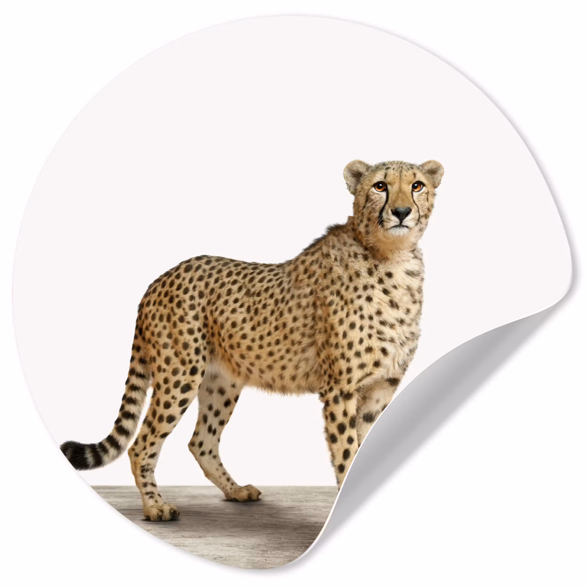 Behangcirkel - Luipaard - Dieren - Witte achtergrond - Kinderen - Jongens - Meisjes