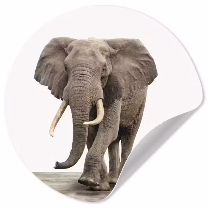 Behangcirkel - Olifant - Kinderen - Jongens - Dieren - Meisjes