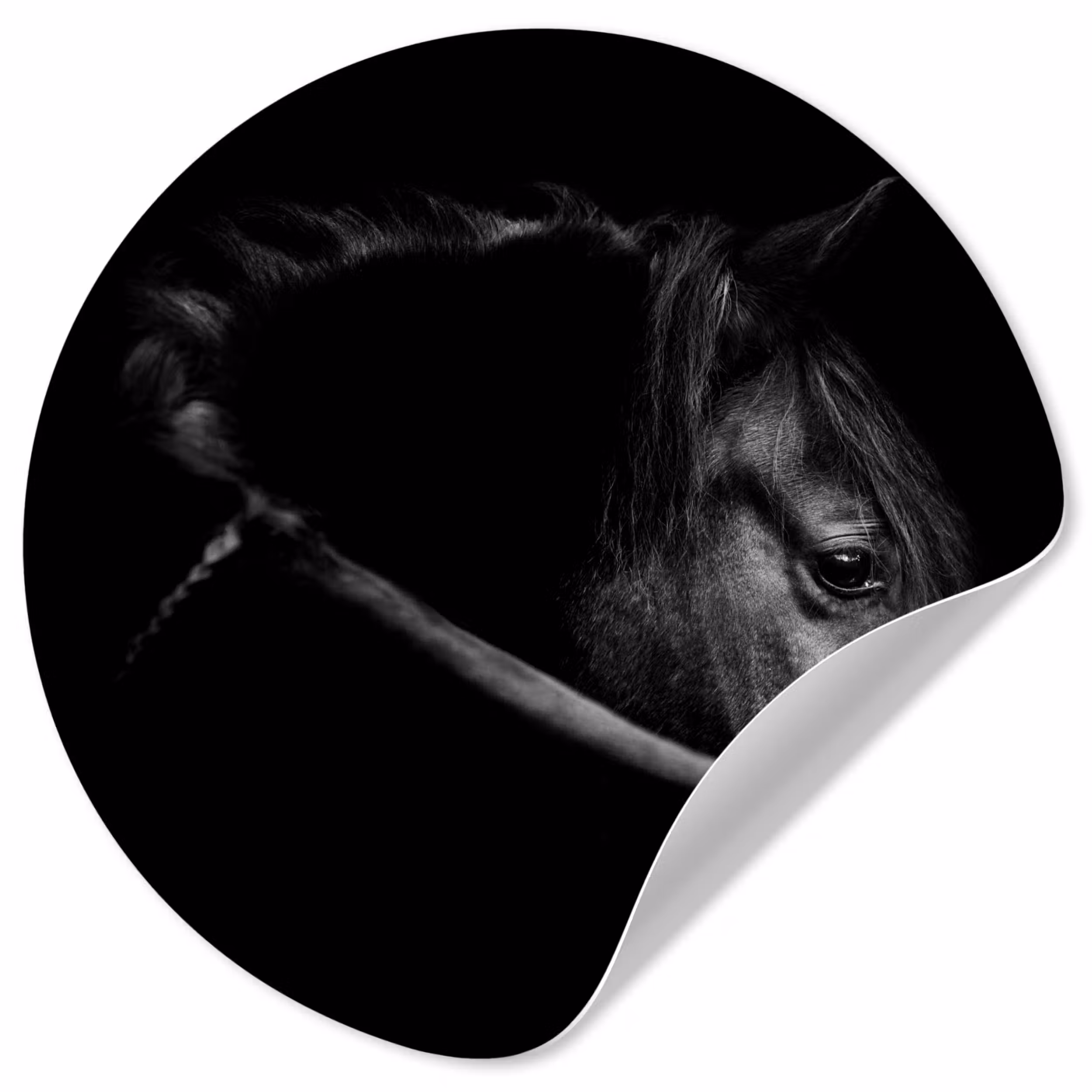 Behangcirkel - Paarden - Portret - Zwart - Dieren
