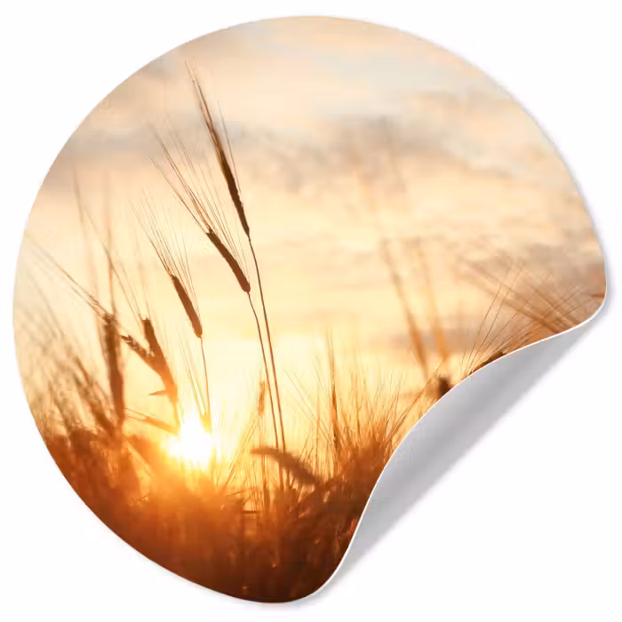 Behangcirkel - Riet - Gras - Zonsondergang - Natuur - Horizon