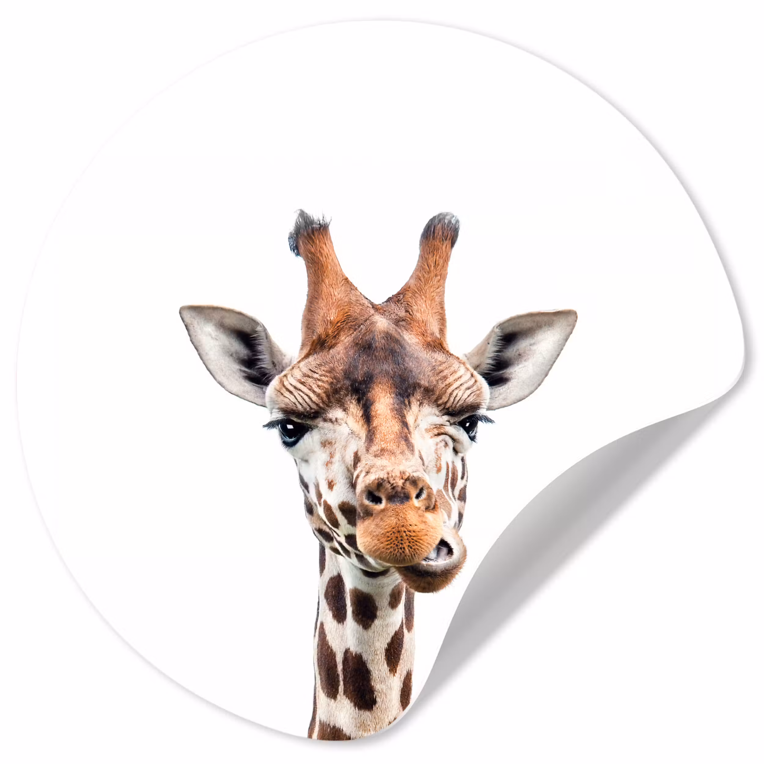 Behangcirkel - Wilde dieren - Giraffe - Kinderen - Jongen - Dieren