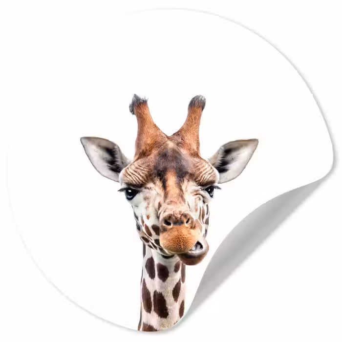Behangcirkel - Wilde dieren - Giraffe - Kinderen - Jongen - Dieren