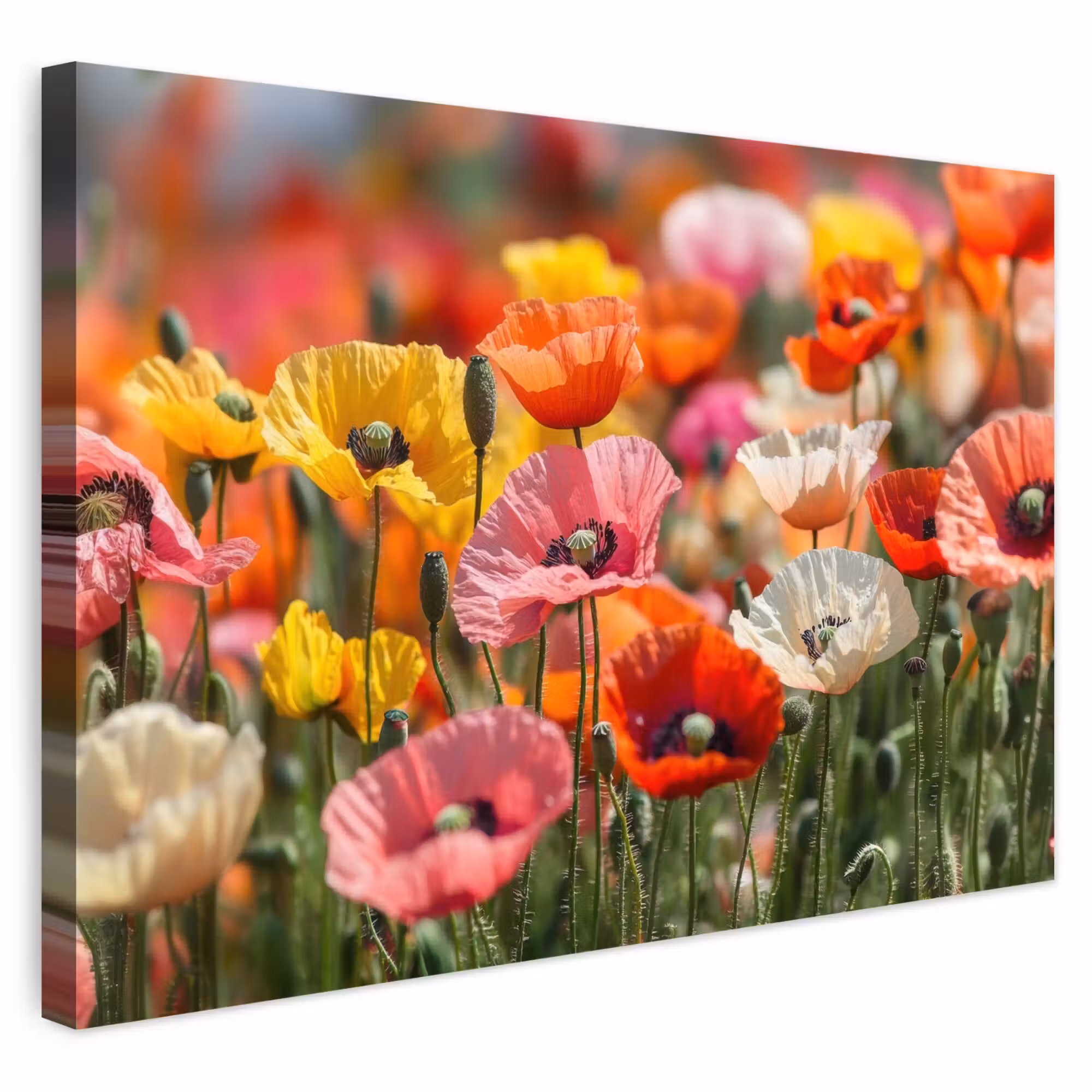 Buiten canvas - Bloemenveld - Klaprozen - Kleurrijk