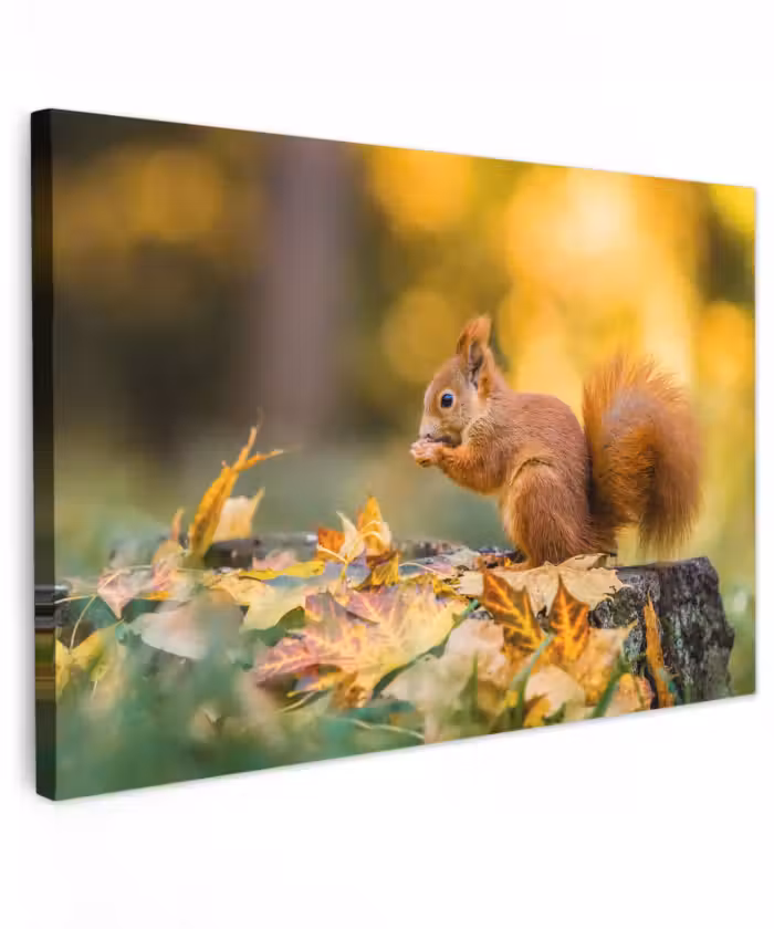 Buiten canvas - Eekhoorn - Herfst - Bosdieren - Herfstbladeren - Bos