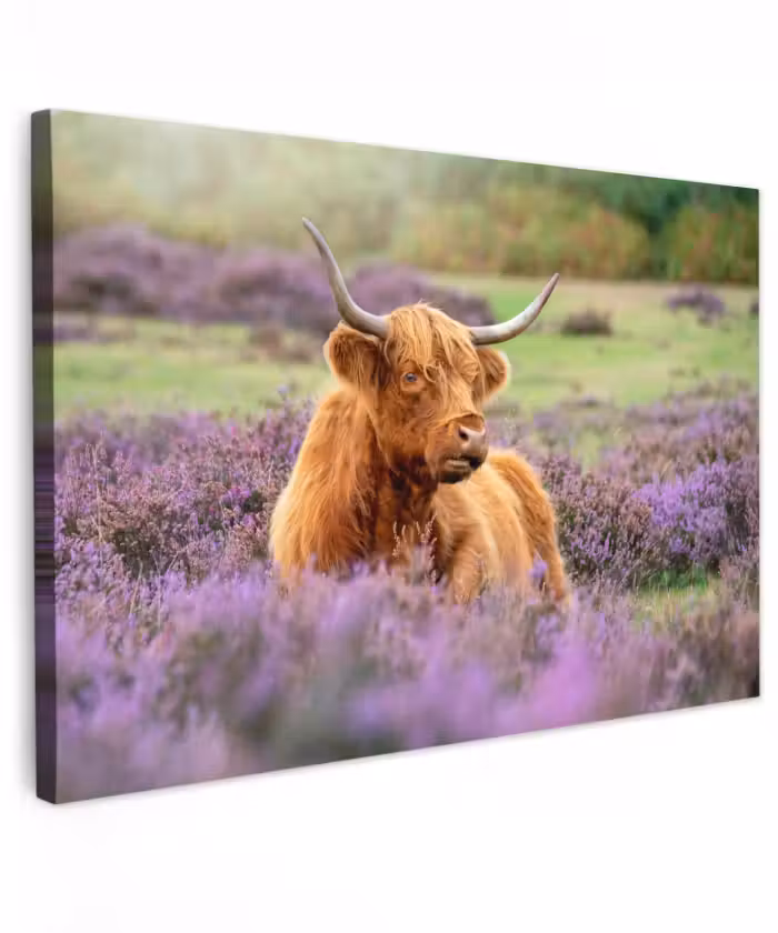 Buiten canvas - Hooglander in de Heide