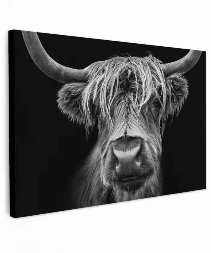 Buiten canvas - Hooglander in Zwart-Wit