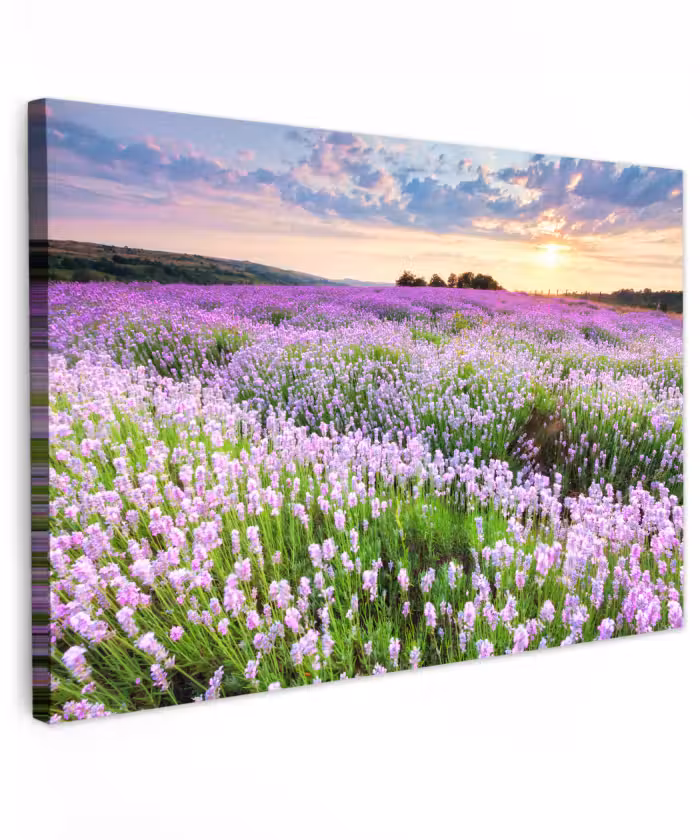 Buiten canvas - Lavendel - Bloemen - Zonsondergang - Paars - Weide