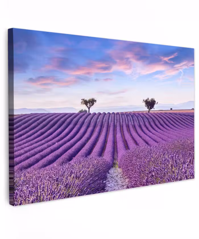 Buiten canvas - Lavendel - Natuur - Paars - Bomen - Bloemen
