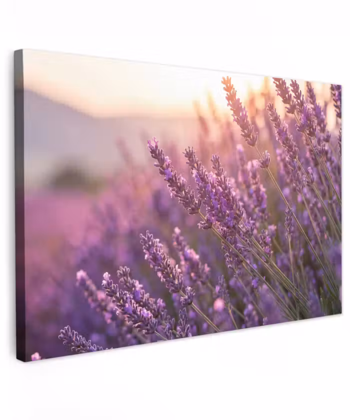 Buiten canvas - Lavendel - Paars - Zonlicht