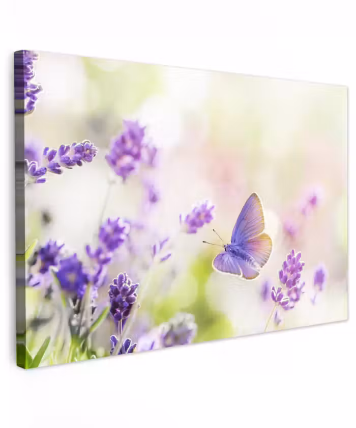 Buiten canvas - Lavendel - Vlinder - Bloemen