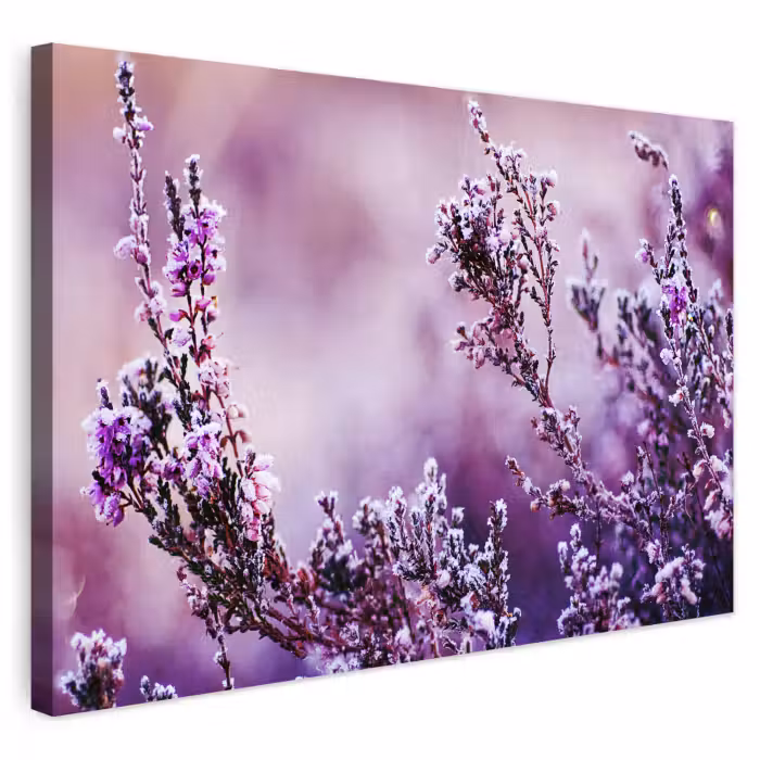 Buiten canvas - Lavendel - Winter - Bloemen - Paars