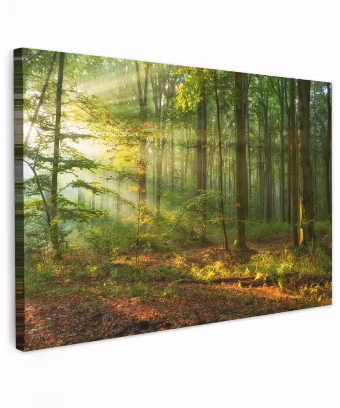 Buiten canvas - Ochtendlicht in het bos