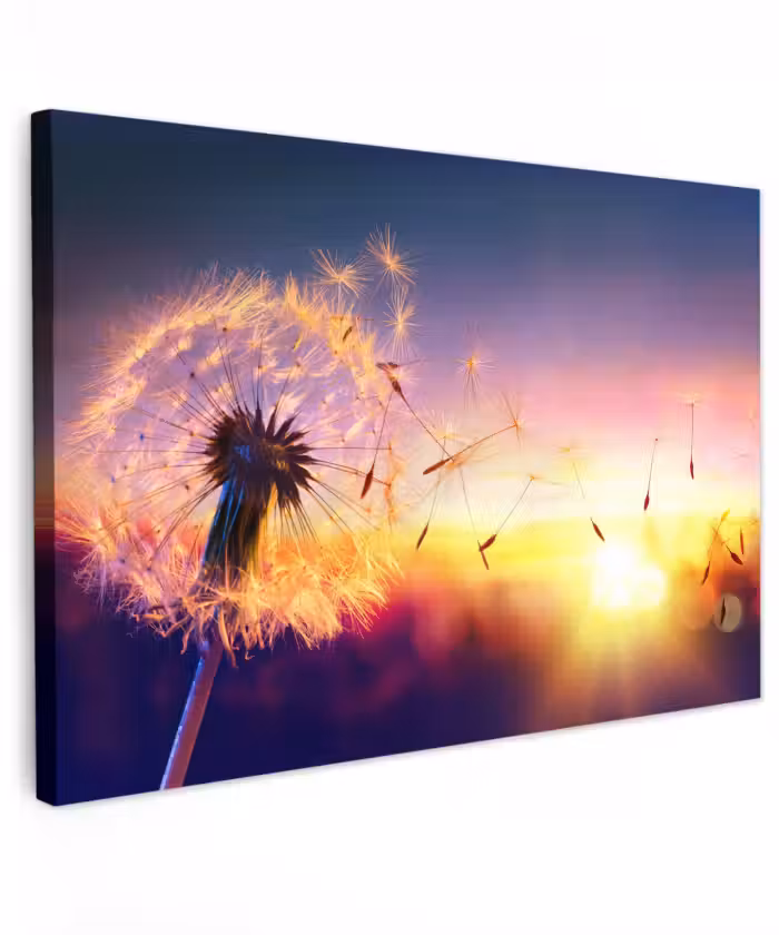Buiten canvas - Paardenbloem in de Avondschemering