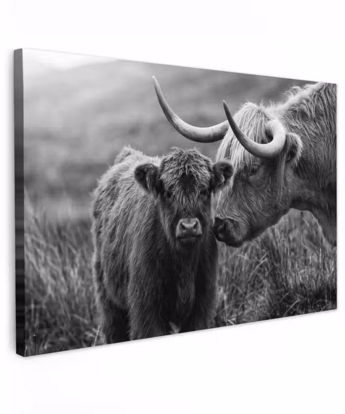 Buiten canvas - Schotse hooglander - Kalf - Zwart - Wit