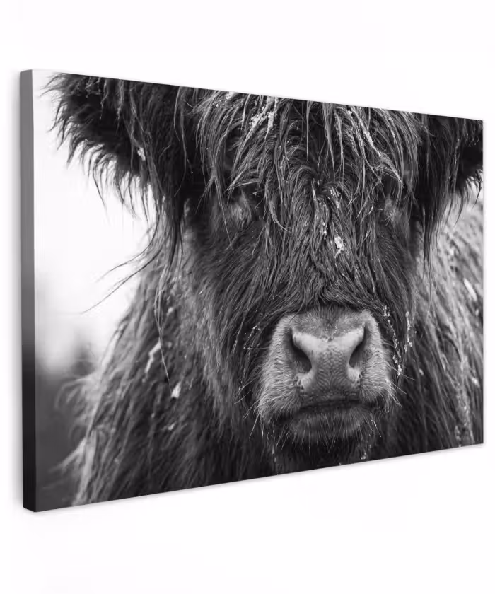 Buiten canvas - Schotse hooglander - Zwart - Wit - Sneeuwvlokken