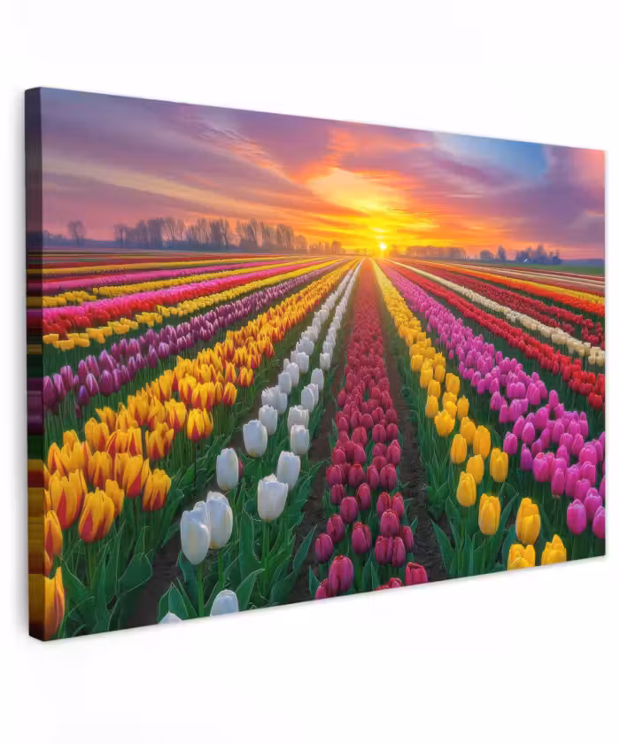 Buiten canvas - Tulpenveld - Zonsondergang - Kleurrijk