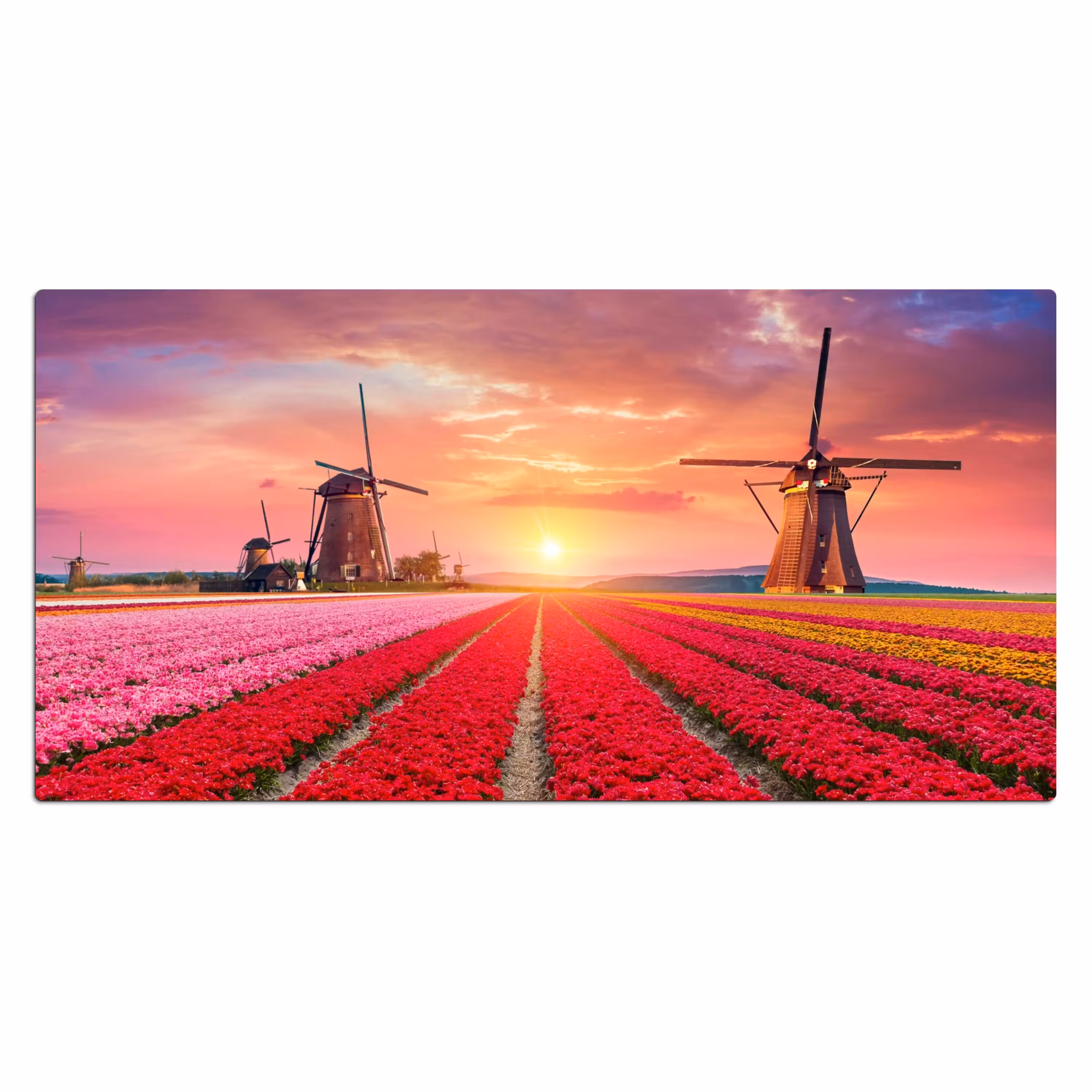 Bureau onderlegger - bloemen-tulpen-bloemenveld-molens-holland