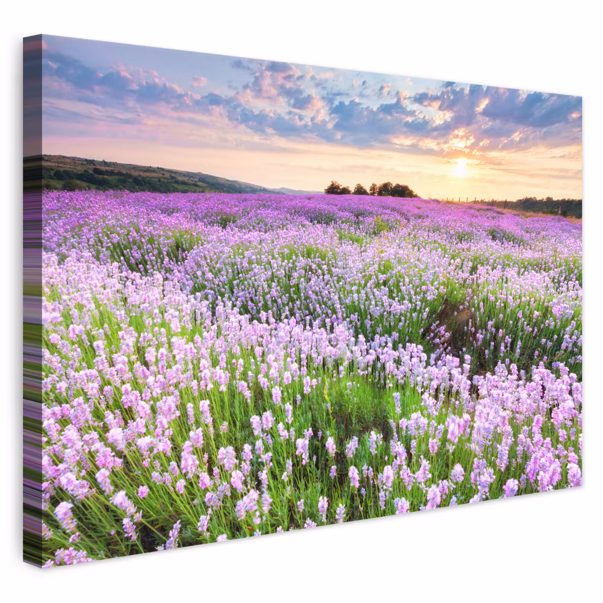 Canvas schilderij - Bloemen - Lavendel - Paars - Lucht - Zonsondergang - Weide - Natuur