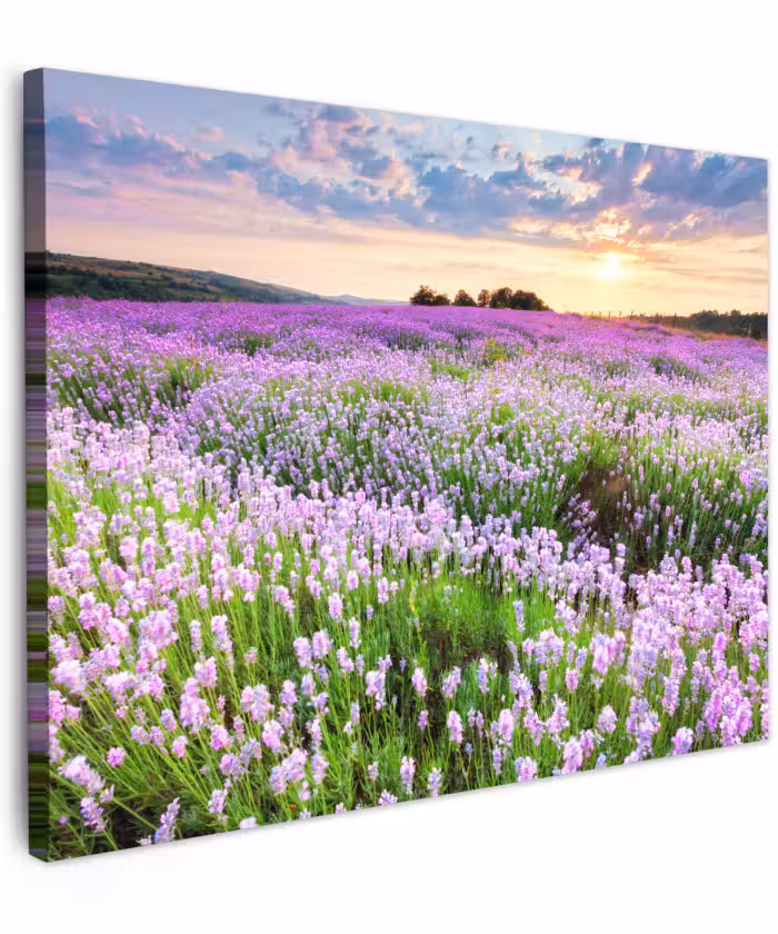 Canvas schilderij - Bloemen - Lavendel - Paars - Lucht - Zonsondergang - Weide - Natuur