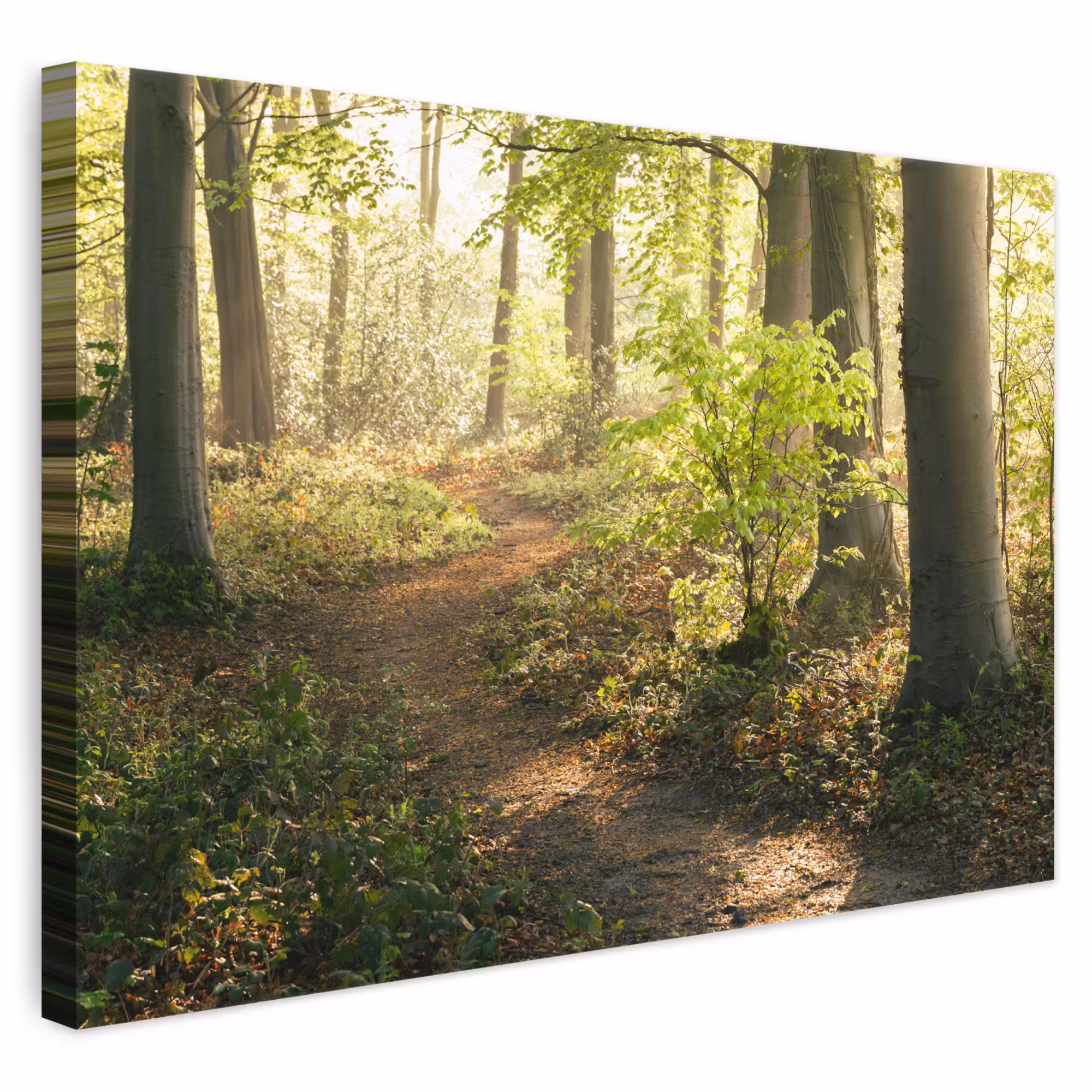 Canvas schilderij - Bos - Bomen - Pad - Zon - Planten - Bladeren - Natuur