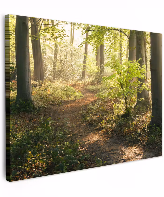 Canvas schilderij - Bos - Bomen - Pad - Zon - Planten - Bladeren - Natuur