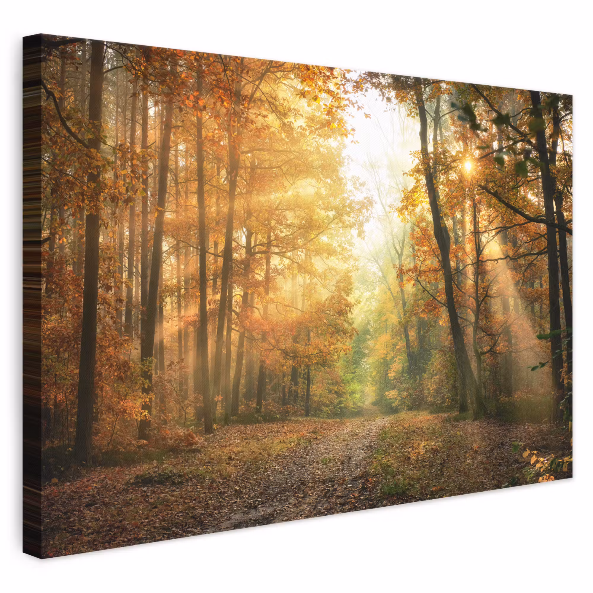 Canvas schilderij - Bos - Herfst - Zon - Landschap - Natuur - Bomen - Bladeren