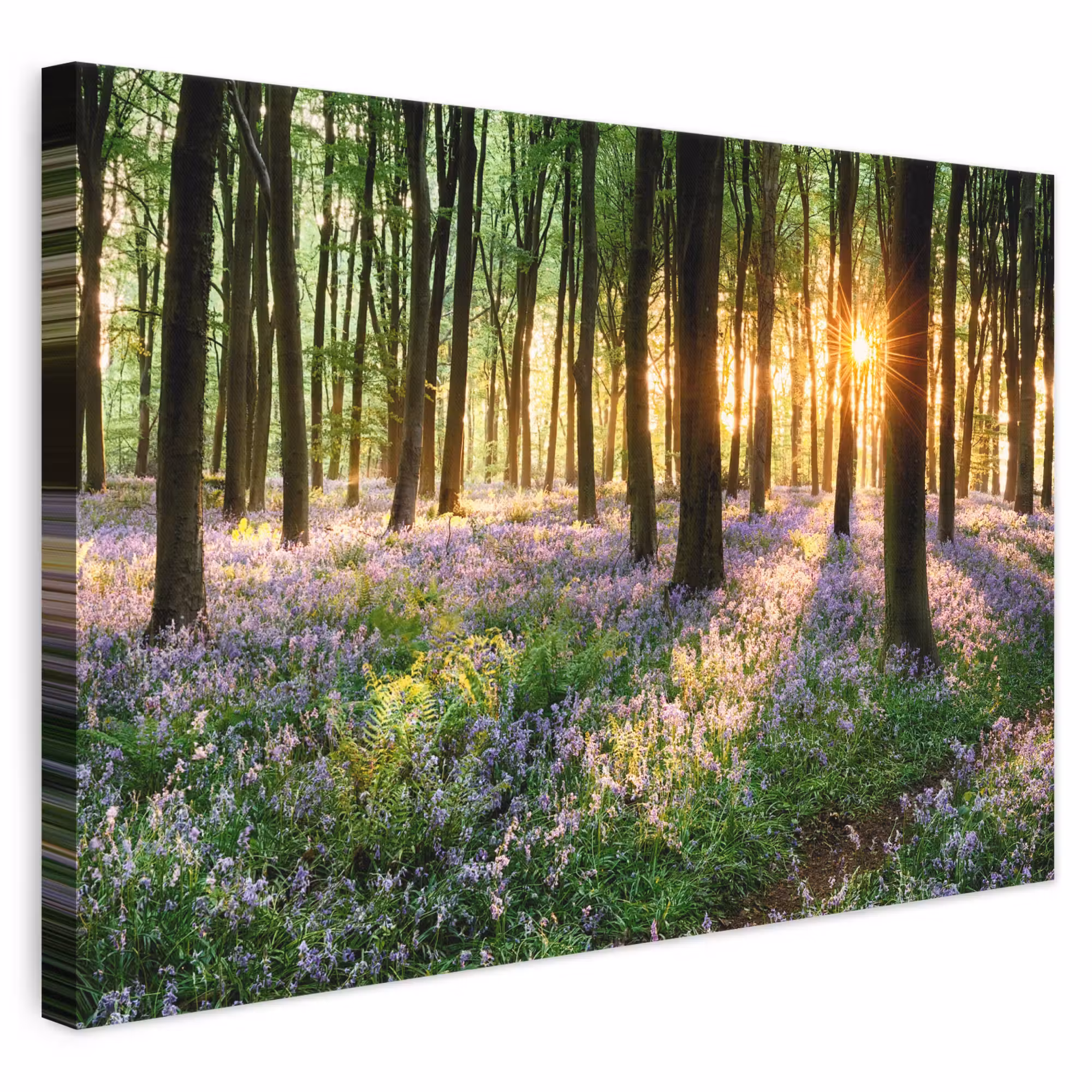 Canvas schilderij - Bos - Natuur - Bloemen - Zon - Boom - Paars