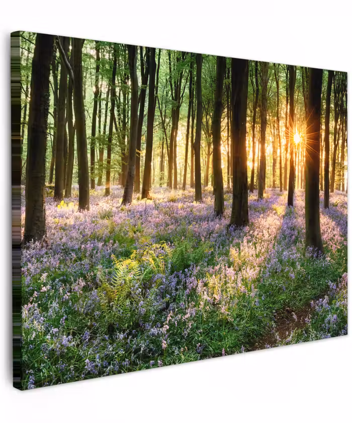 Canvas schilderij - Bos - Natuur - Bloemen - Zon - Boom - Paars