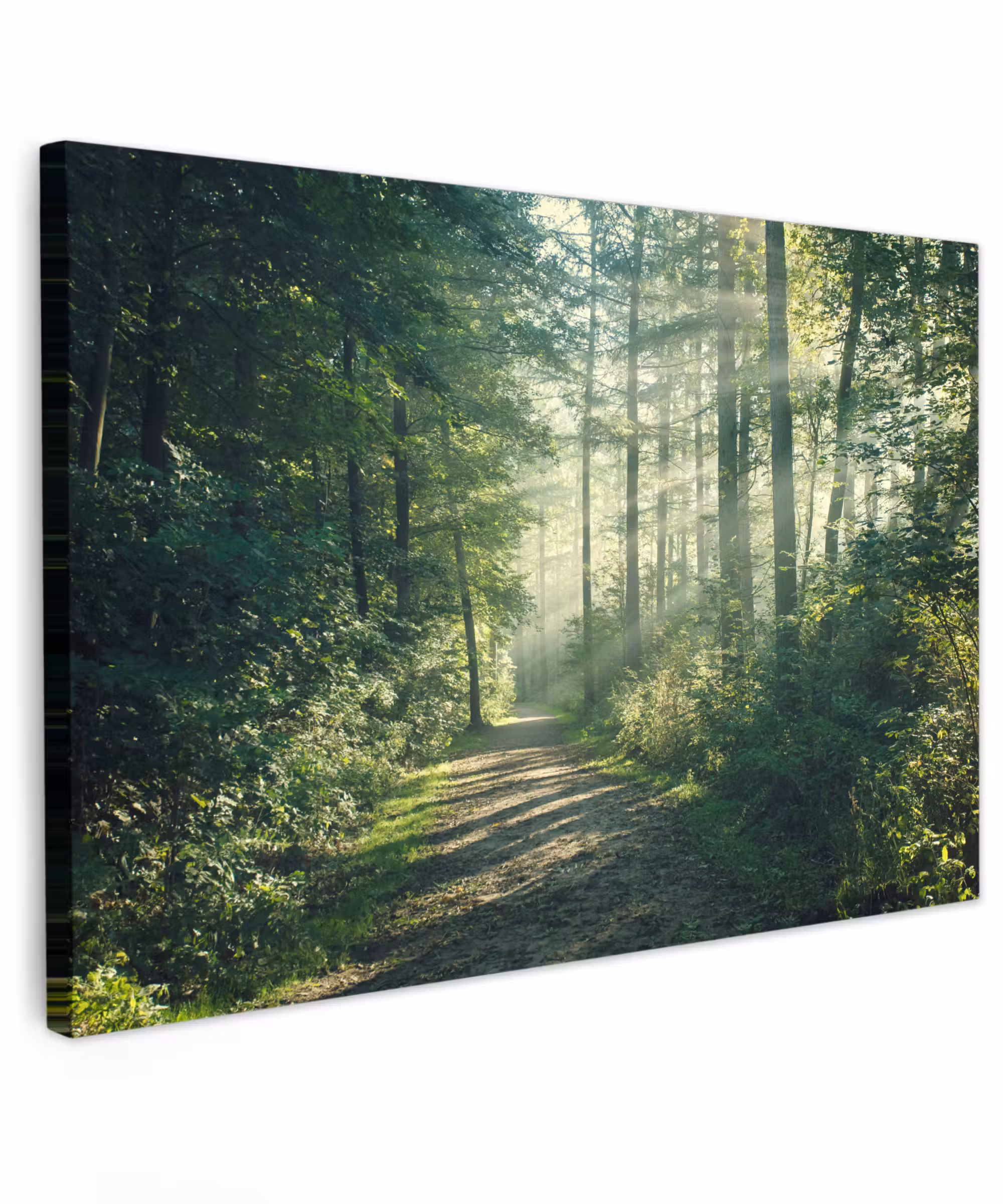 Canvas schilderij - Bos - Pad - Zon - Bomen - Groen - Natuur