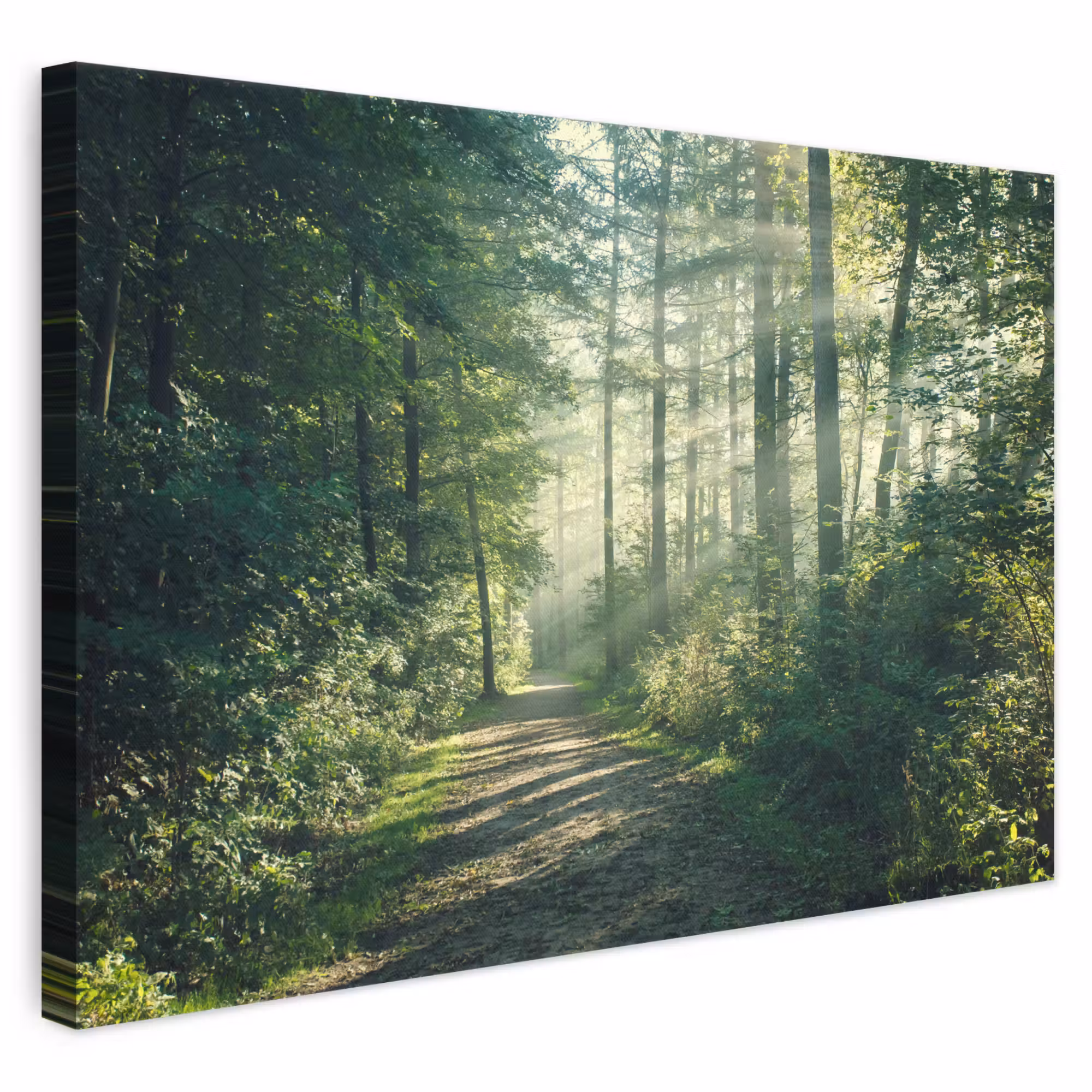 Canvas schilderij - Bos - Pad - Zon - Bomen - Groen - Natuur