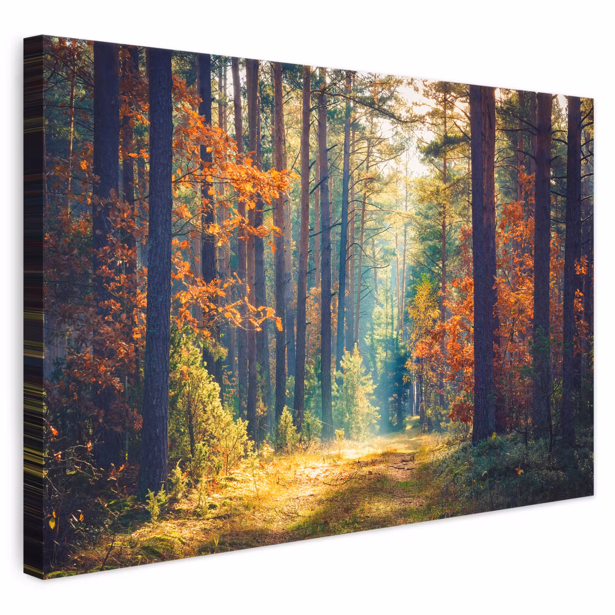 Canvas schilderij - Wald - Sonne - Natur - Herbst