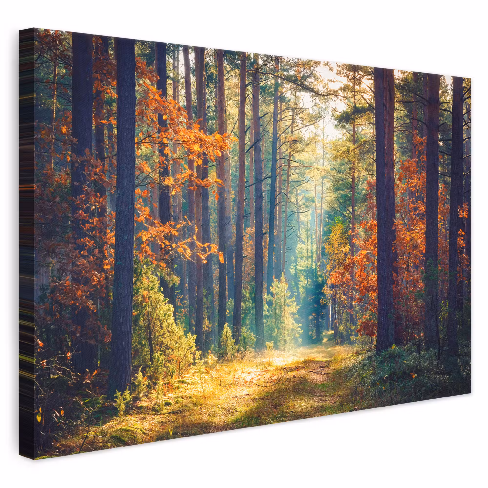 Canvas schilderij - Bos - Zon - Natuur - Herfst