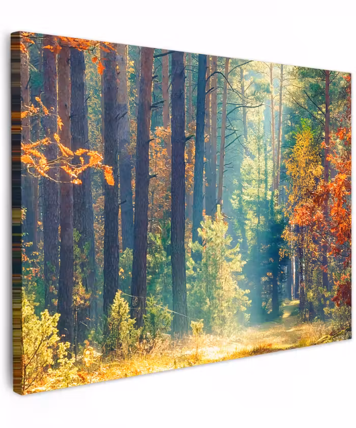 Canvas schilderij - Bos - Zon - Natuur - Herfst