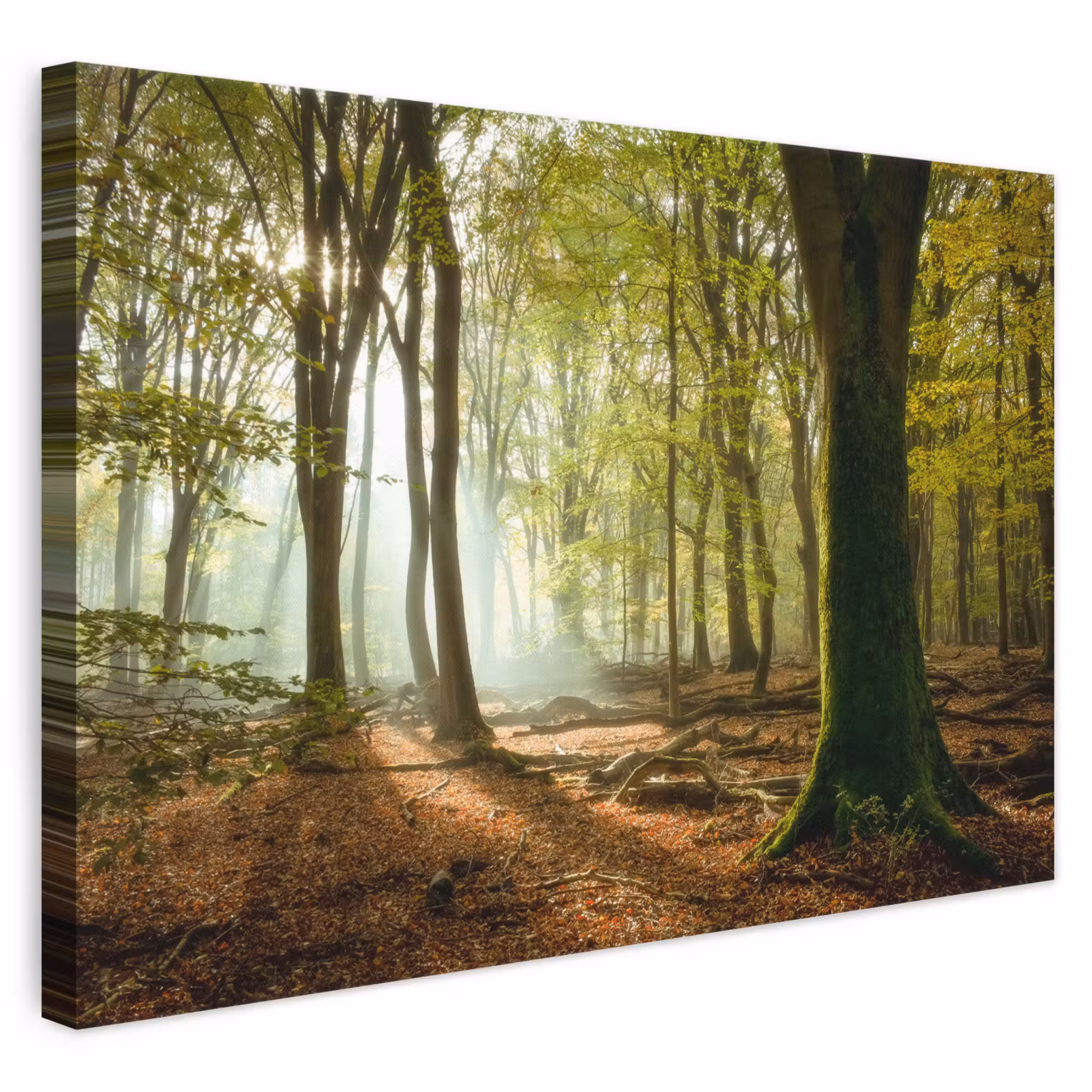 Canvas schilderij - Bos - Zon - Seizoenen - Landschap