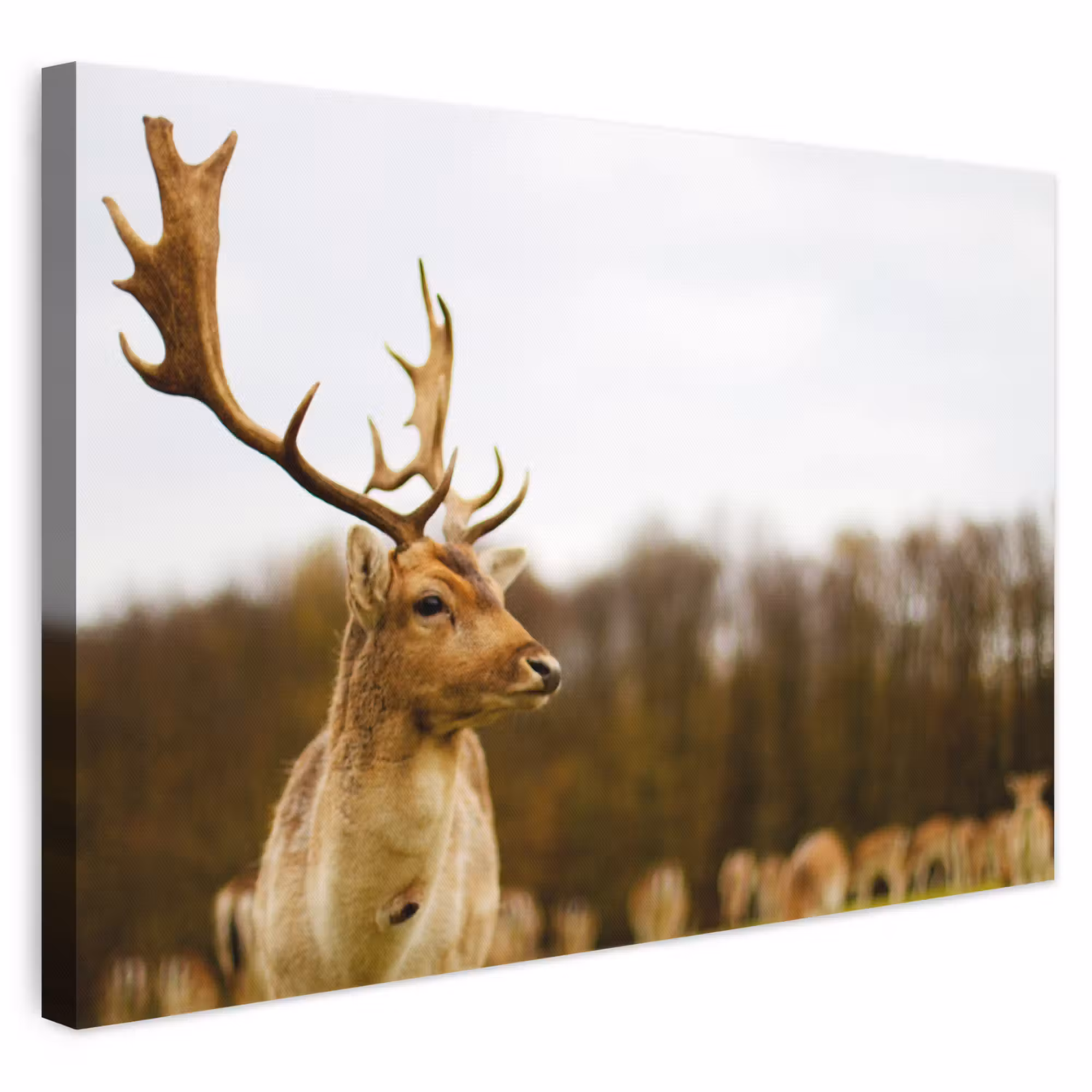 Canvas schilderij - Damhert - Bos - Kudde - Dieren - Natuur