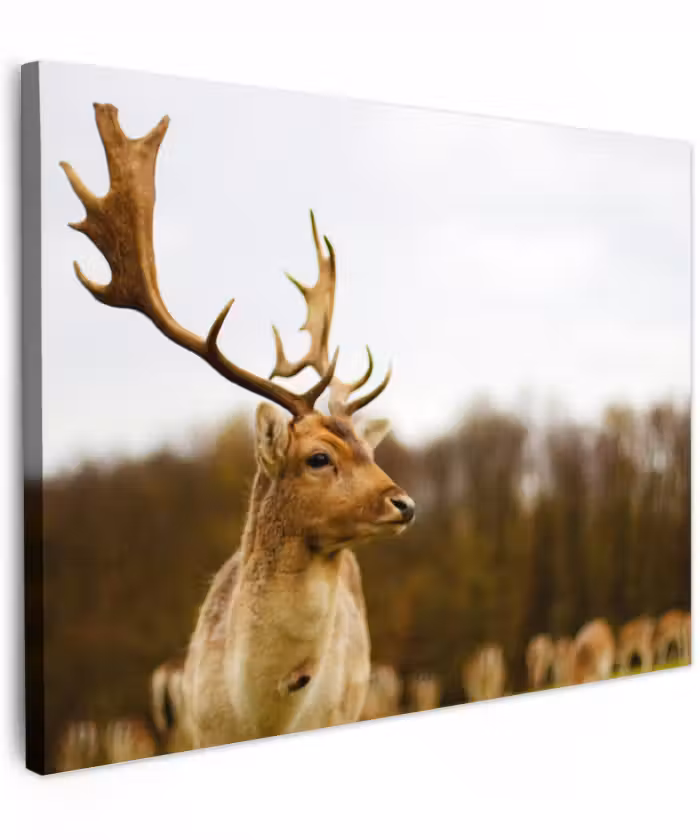 Canvas schilderij - Damhert - Bos - Kudde - Dieren - Natuur