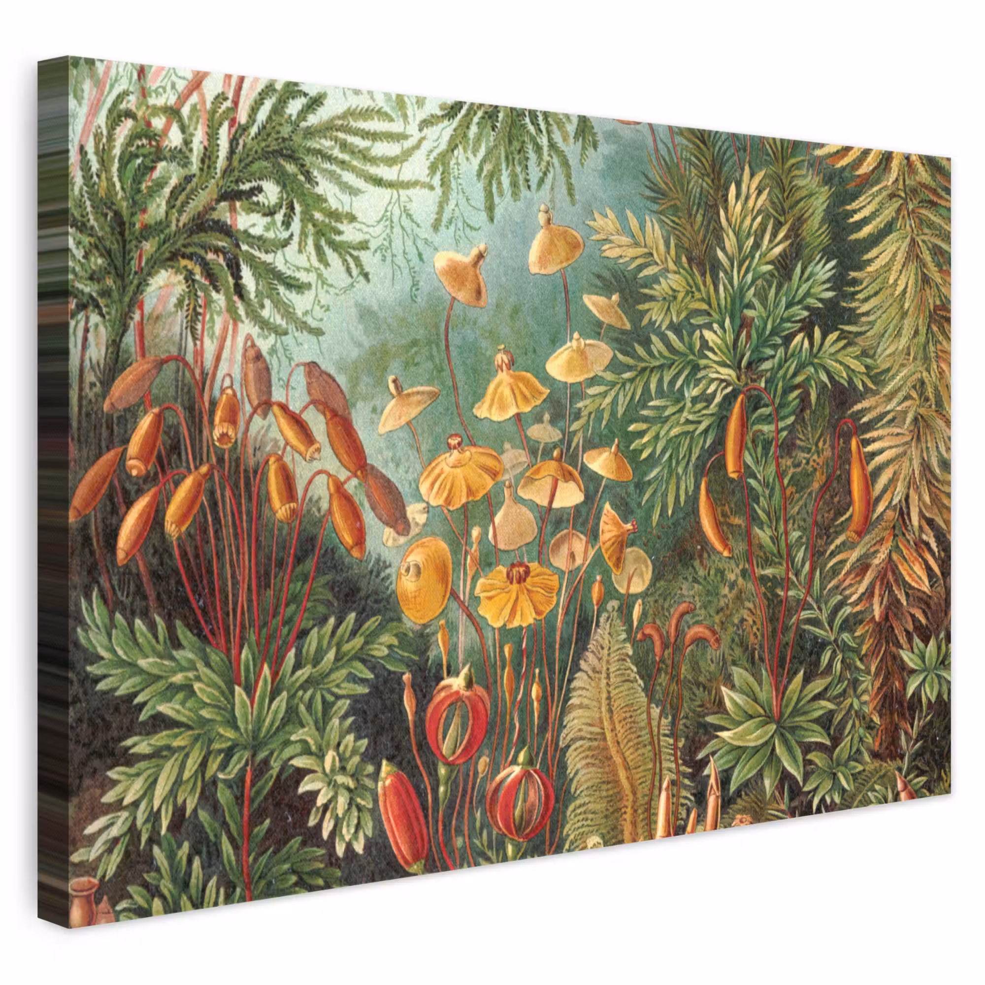 Canvas schilderij - Design - Natuur - Paddenstoelen - Ernst Haeckel