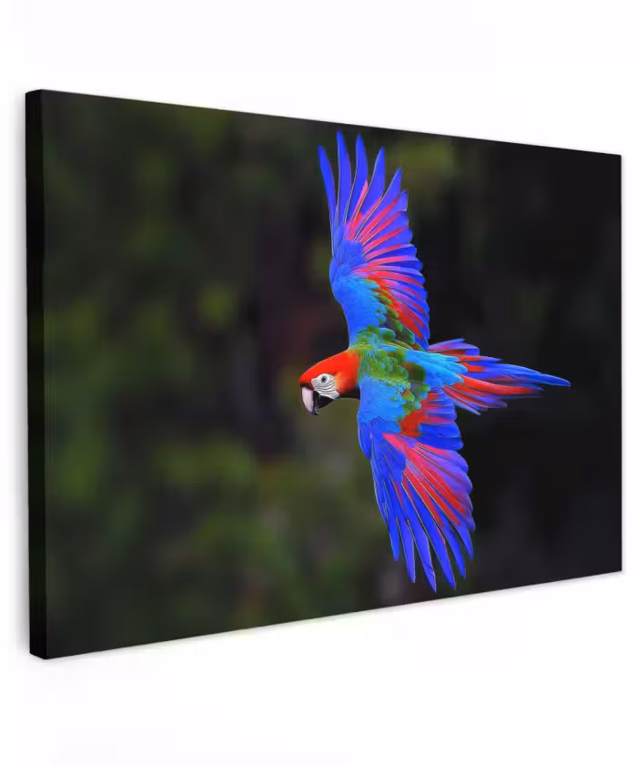 Canvas schilderij - Felgekleurd - Papegaai - Bos - Vleugels