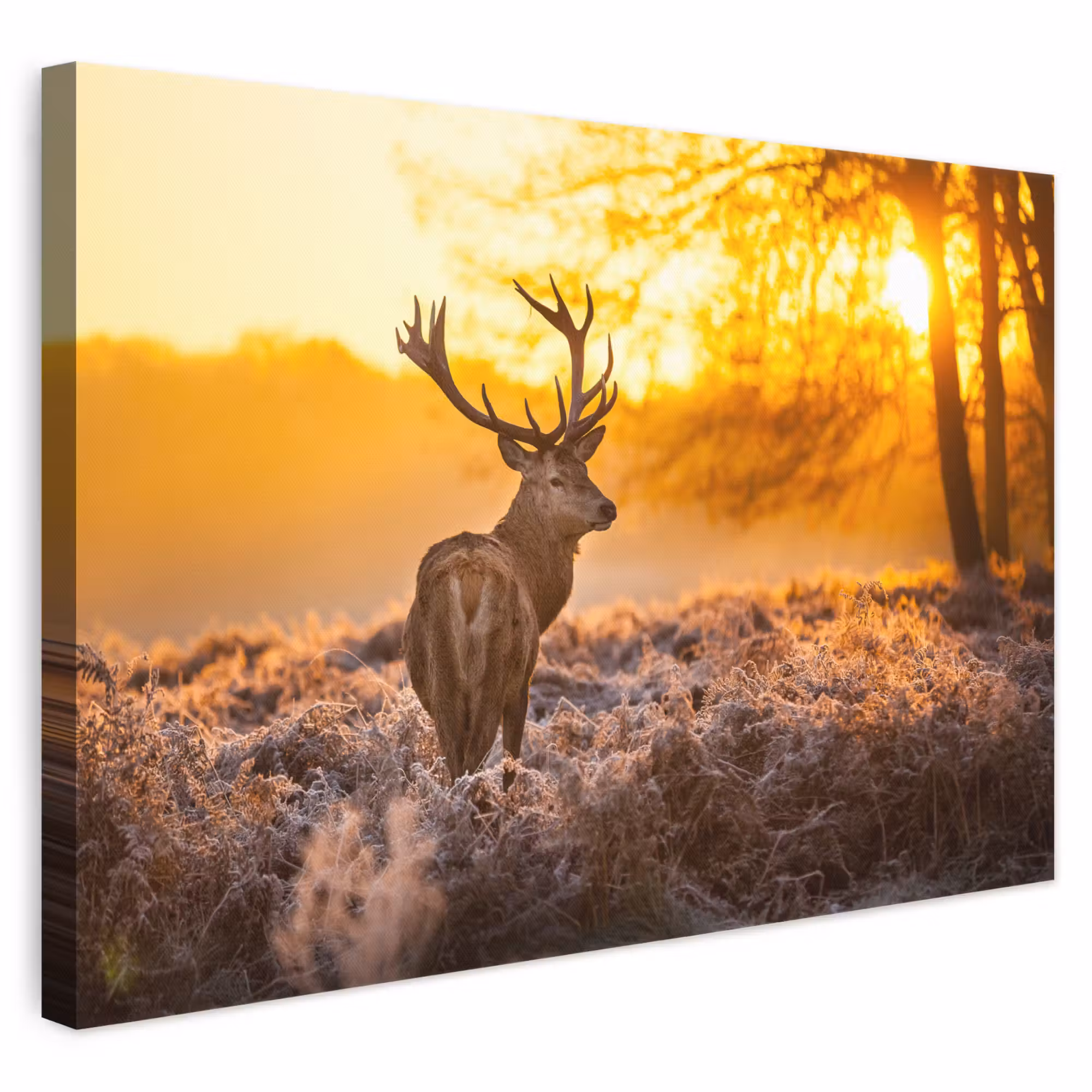 Canvas schilderij - Hert - Dieren - Zonsondergang - Winter - Heide - Natuur