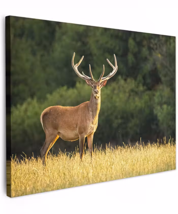 Canvas schilderij - Hert - Gewei - Gras - Natuur - Dieren - Groen