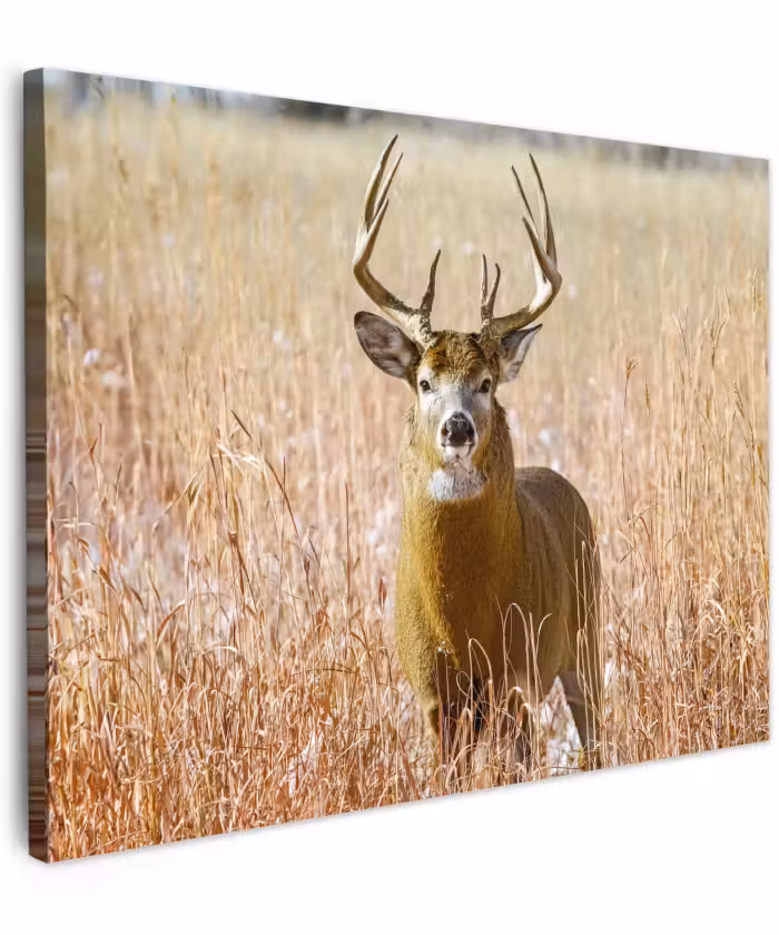 Canvas schilderij - Hert - Gras - Herfst - Dieren - Natuur - Gewei