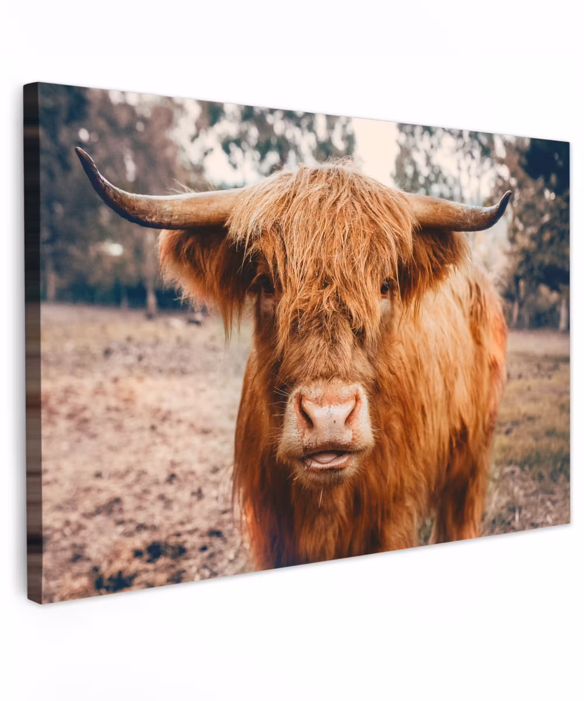 Canvas schilderij - Koe- Schotse hooglander - Hoorns - Bruin - Landschap