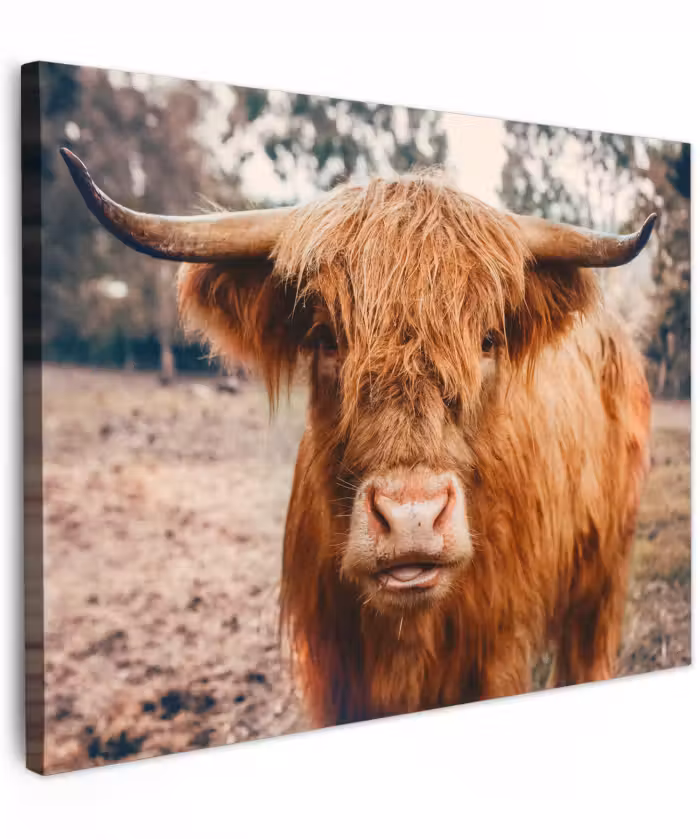 Canvas schilderij - Koe- Schotse hooglander - Hoorns - Bruin - Landschap