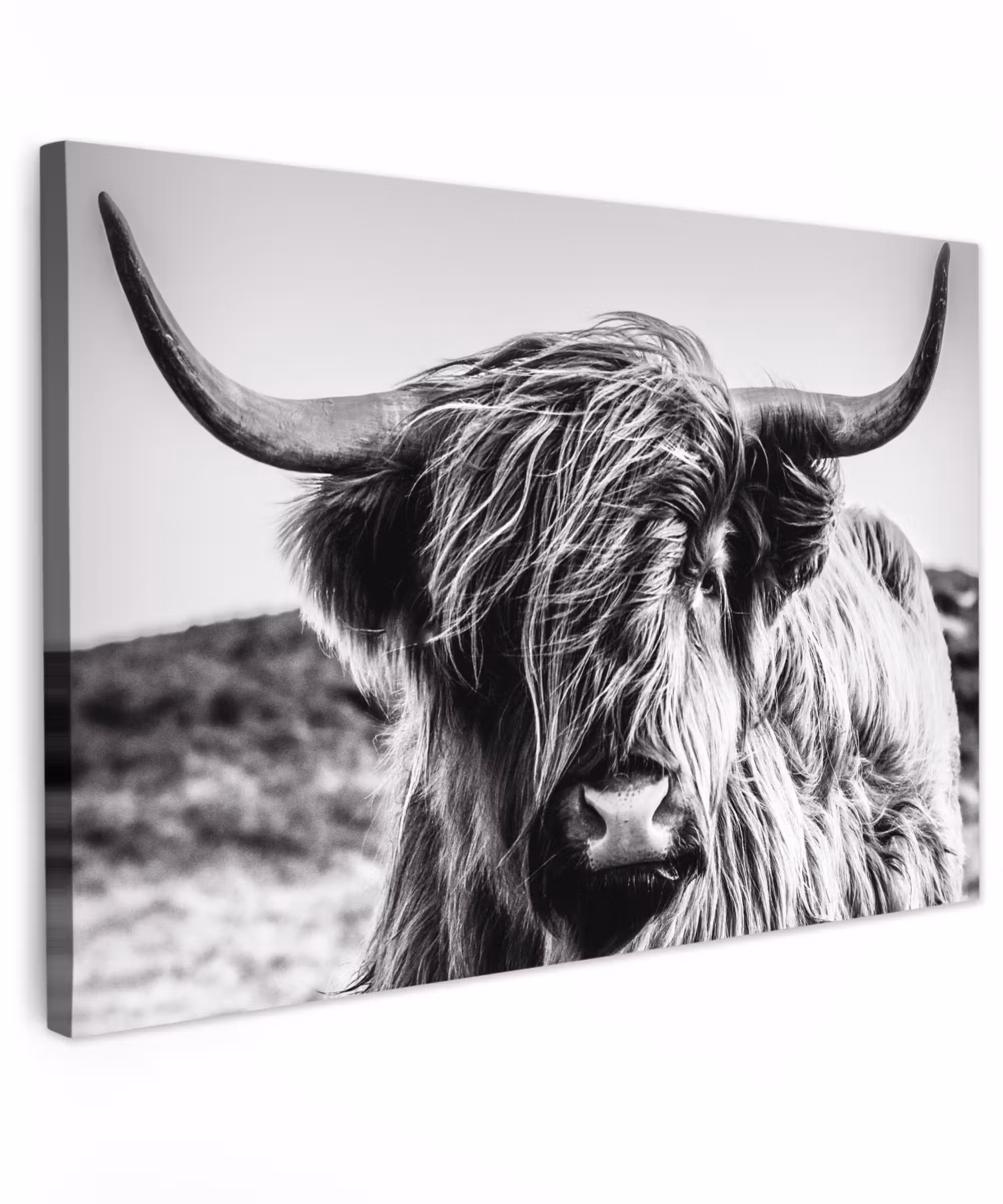 Canvas schilderij - Koe - Schotse hooglander - Zwart - Wit - Dier - Natuur - Wild