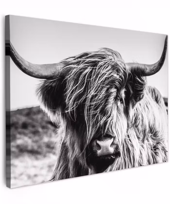 Canvas schilderij - Koe - Schotse hooglander - Zwart - Wit - Dier - Natuur - Wild