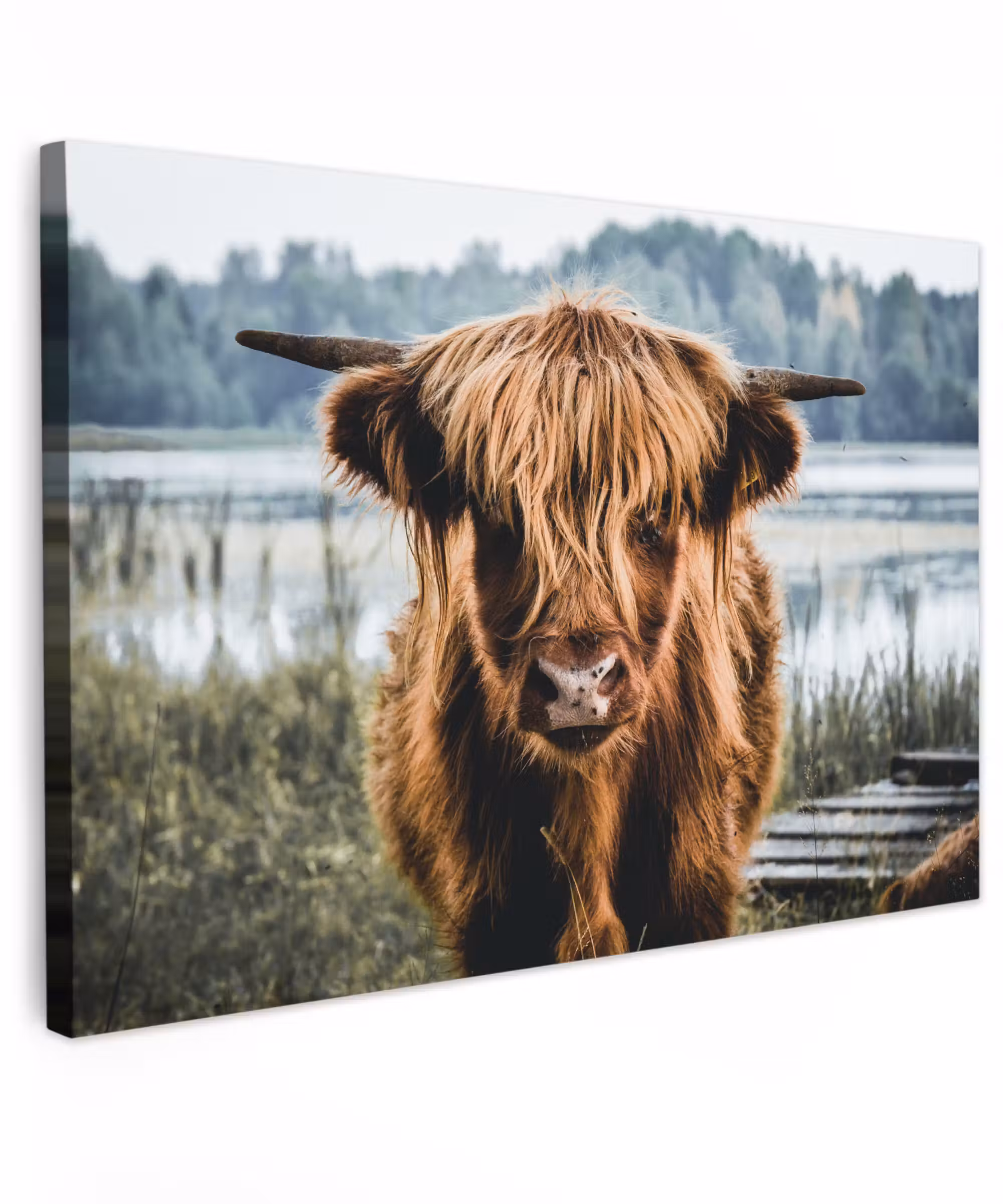 Canvas schilderij - Koeien - Schotse hooglander - Bruin - Natuur