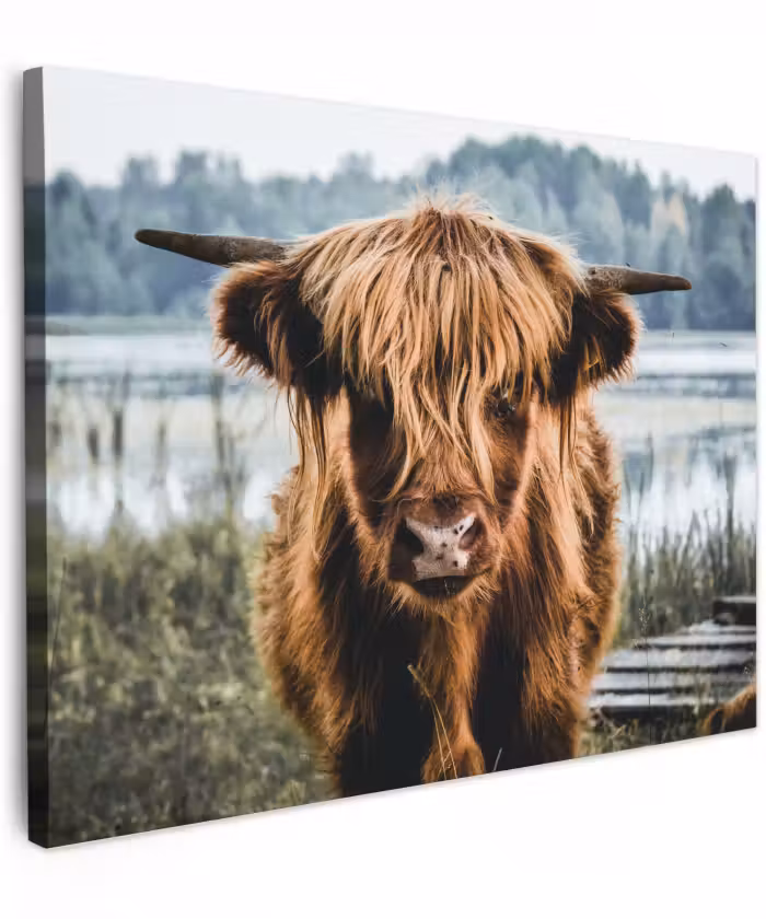 Canvas schilderij - Koeien - Schotse hooglander - Bruin - Natuur