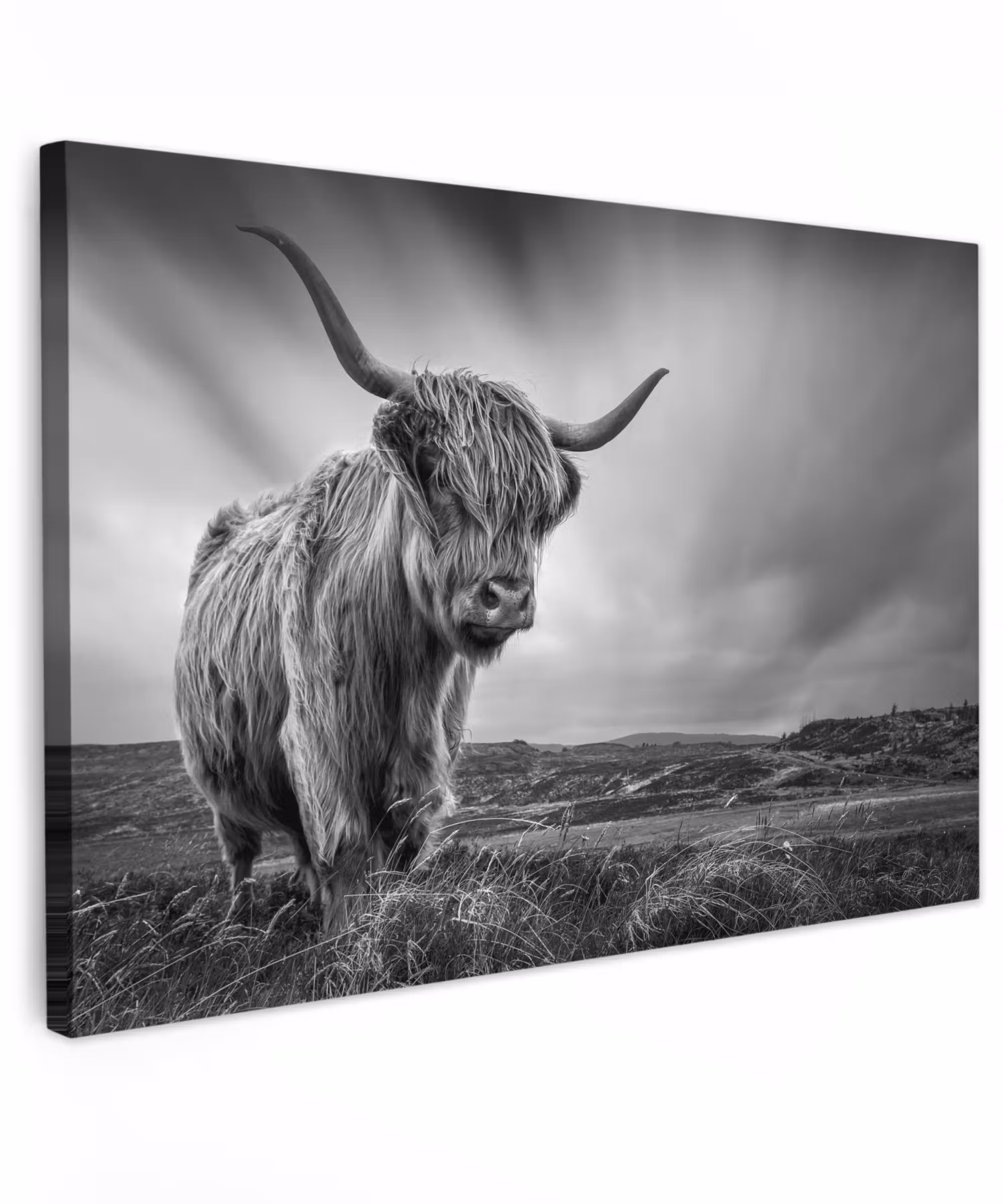 Canvas schilderij - Koeien - Schotse hooglander - Natuur - Dieren - Zwart wit