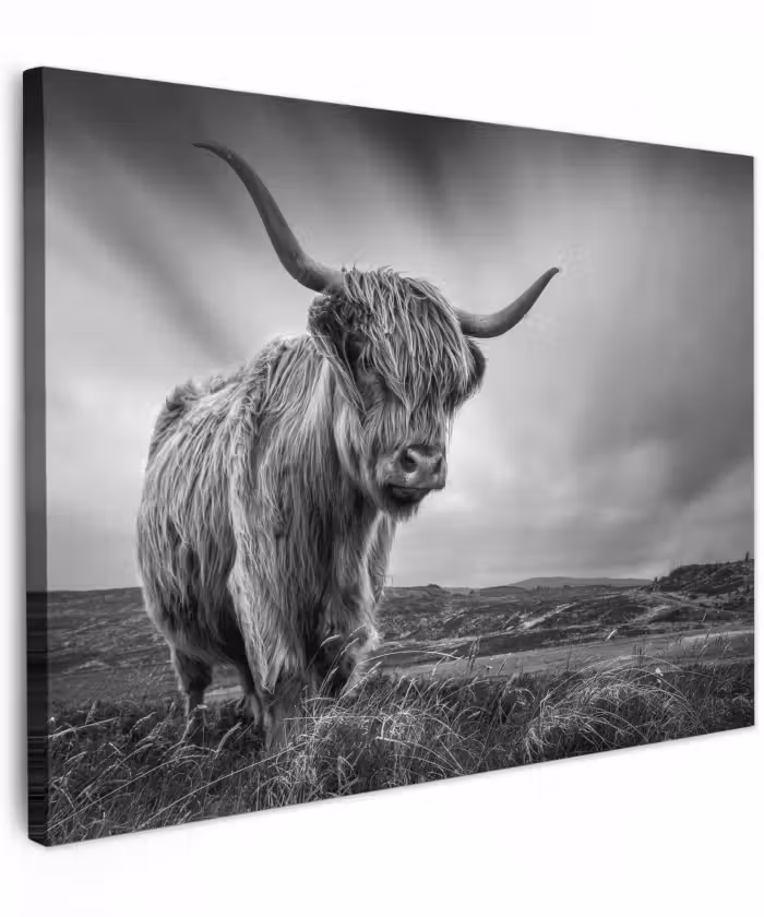 Canvas schilderij - Koeien - Schotse hooglander - Natuur - Dieren - Zwart wit